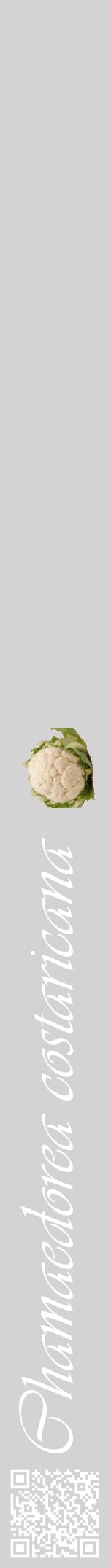Étiquette de : Chamaedorea costaricana - format a - style blanche56viv avec qrcode et comestibilité simplifiée