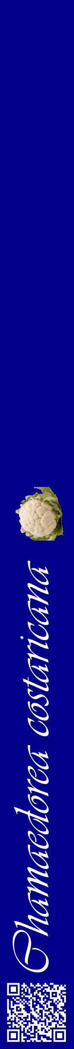 Étiquette de : Chamaedorea costaricana - format a - style blanche7viv avec qrcode et comestibilité simplifiée