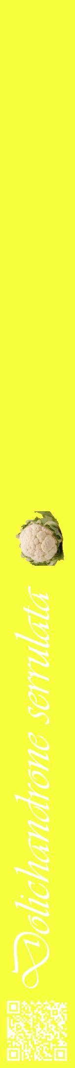Étiquette de : Dolichandrone serrulata - format a - style blanche18viv avec qrcode et comestibilité simplifiée