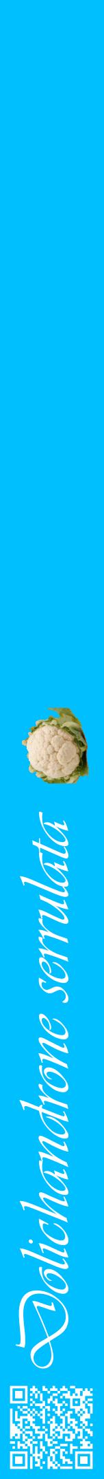 Étiquette de : Dolichandrone serrulata - format a - style blanche2viv avec qrcode et comestibilité simplifiée
