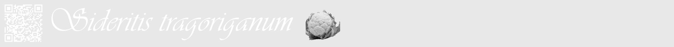 Étiquette de : Sideritis tragoriganum - format a - style blanche55viv avec qrcode et comestibilité simplifiée
