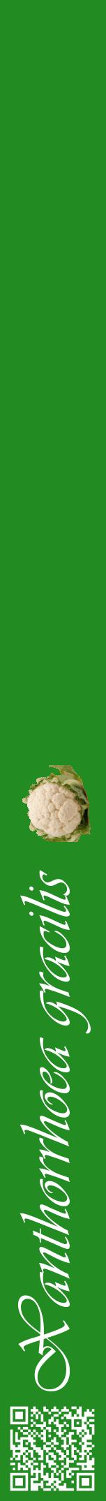 Étiquette de : Xanthorrhoea gracilis - format a - style blanche10viv avec qrcode et comestibilité simplifiée
