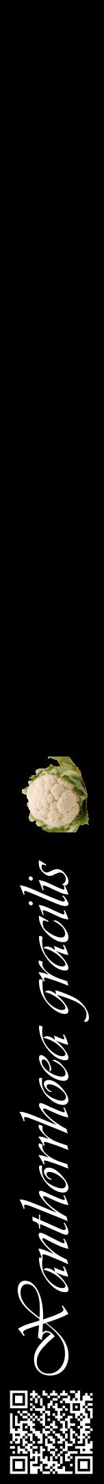 Étiquette de : Xanthorrhoea gracilis - format a - style blanche59viv avec qrcode et comestibilité simplifiée