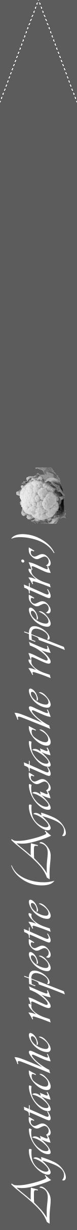 Étiquette de : Agastache rupestris - format b - style blanche49viv avec comestibilité simplifiée - position verticale