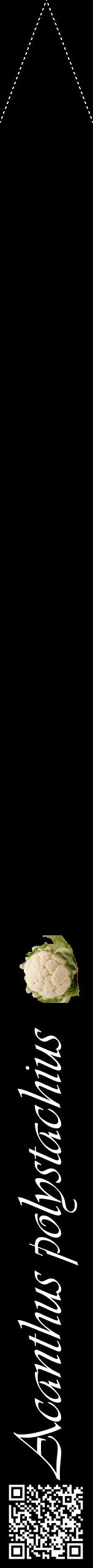 Étiquette de : Acanthus polystachius - format b - style blanche59viv avec qrcode et comestibilité simplifiée