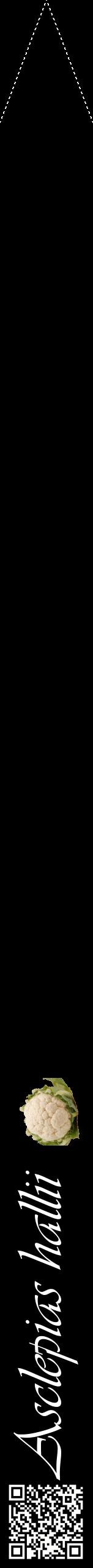Étiquette de : Asclepias hallii - format b - style blanche59viv avec qrcode et comestibilité simplifiée