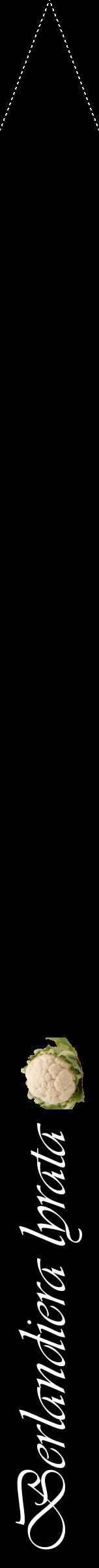 Étiquette de : Berlandiera lyrata - format b - style blanche59viv avec comestibilité simplifiée