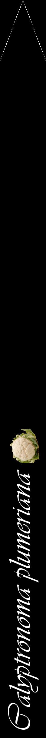 Étiquette de : Calyptronoma plumeriana - format b - style blanche59viv avec comestibilité simplifiée