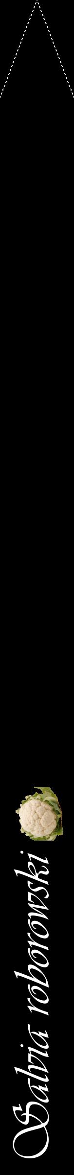 Étiquette de : Salvia roborowski - format b - style blanche59viv avec comestibilité simplifiée