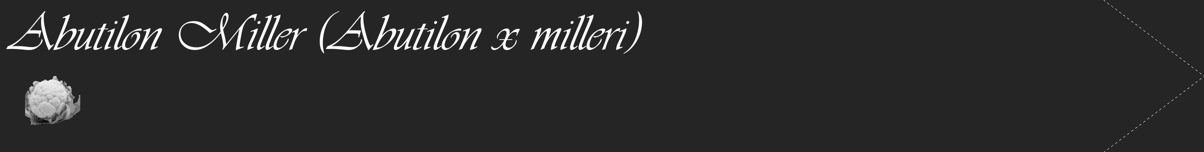 Étiquette de : Abutilon x milleri - format c - style blanche47_simple_simpleviv avec comestibilité simplifiée