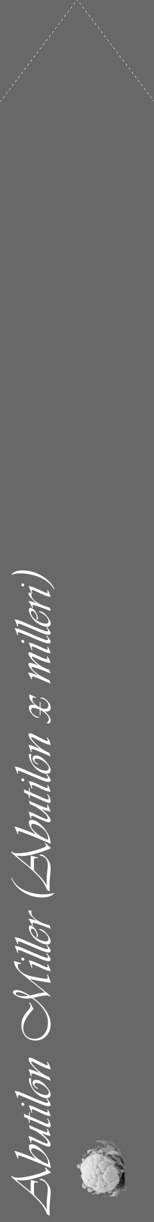 Étiquette de : Abutilon x milleri - format c - style blanche6_simple_simpleviv avec comestibilité simplifiée - position verticale