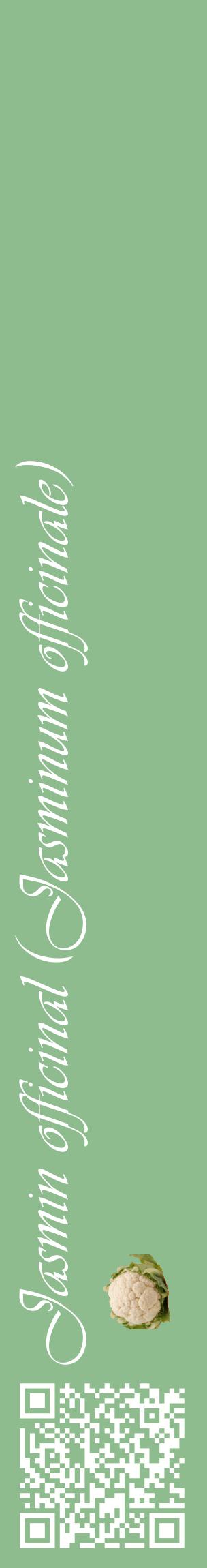 Étiquette de : Jasminum officinale - format c - style blanche13_basiqueviv avec qrcode et comestibilité simplifiée