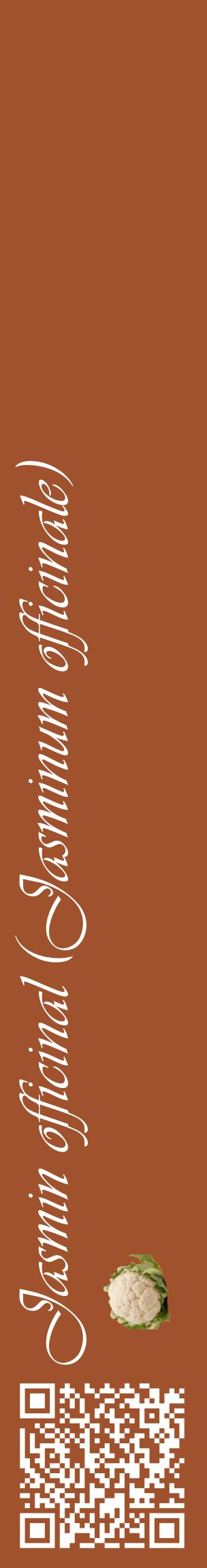 Étiquette de : Jasminum officinale - format c - style blanche32_basiqueviv avec qrcode et comestibilité simplifiée