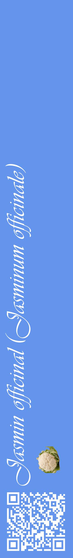 Étiquette de : Jasminum officinale - format c - style blanche4_basiqueviv avec qrcode et comestibilité simplifiée