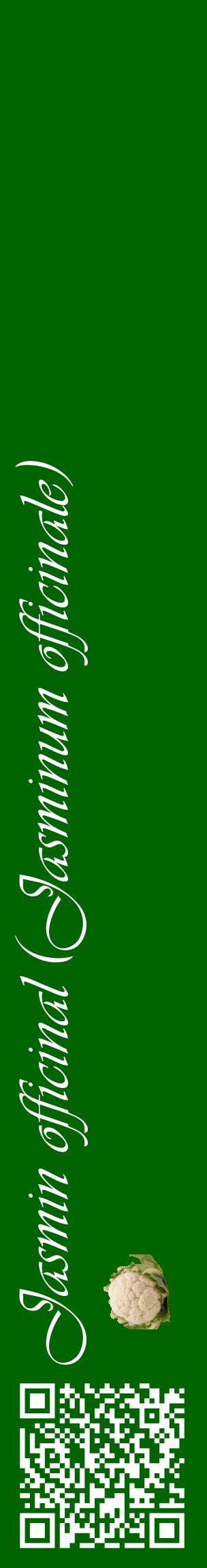 Étiquette de : Jasminum officinale - format c - style blanche8_basiqueviv avec qrcode et comestibilité simplifiée