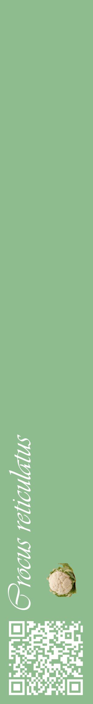 Étiquette de : Crocus reticulatus - format c - style blanche13_basiqueviv avec qrcode et comestibilité simplifiée