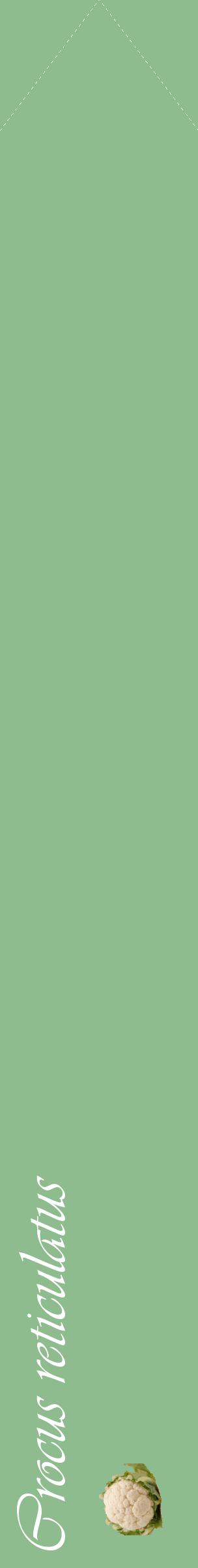 Étiquette de : Crocus reticulatus - format c - style blanche13_simpleviv avec comestibilité simplifiée