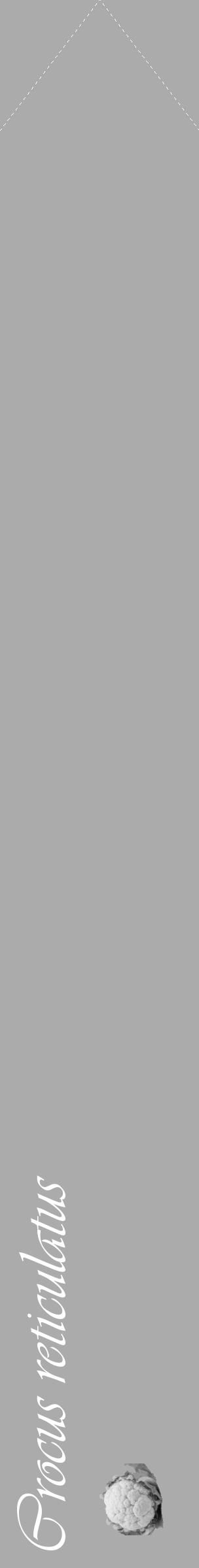 Étiquette de : Crocus reticulatus - format c - style blanche37_simple_simpleviv avec comestibilité simplifiée - position verticale
