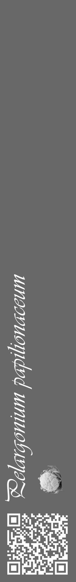 Étiquette de : Pelargonium papilionaceum - format c - style blanche6_basique_basiqueviv avec qrcode et comestibilité simplifiée - position verticale