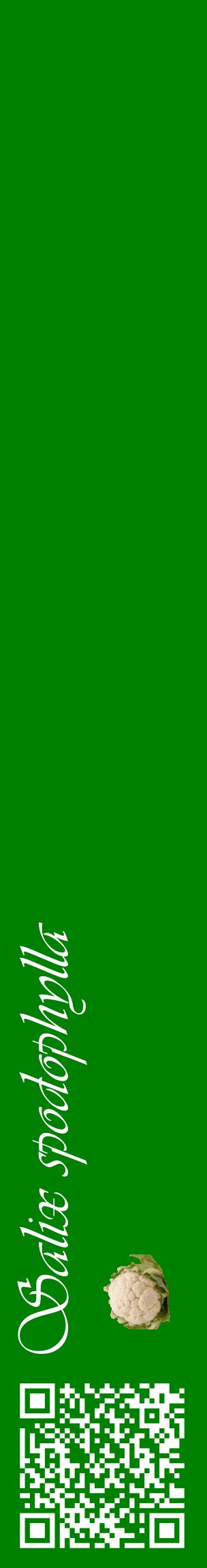 Étiquette de : Salix spodophylla - format c - style blanche9_basiqueviv avec qrcode et comestibilité simplifiée