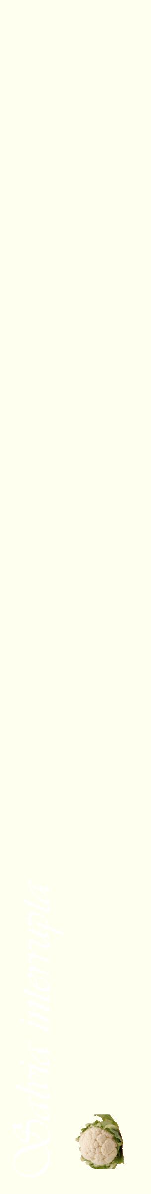 Étiquette de : Salvia interrupta - format c - style blanche19_simpleviv avec comestibilité simplifiée