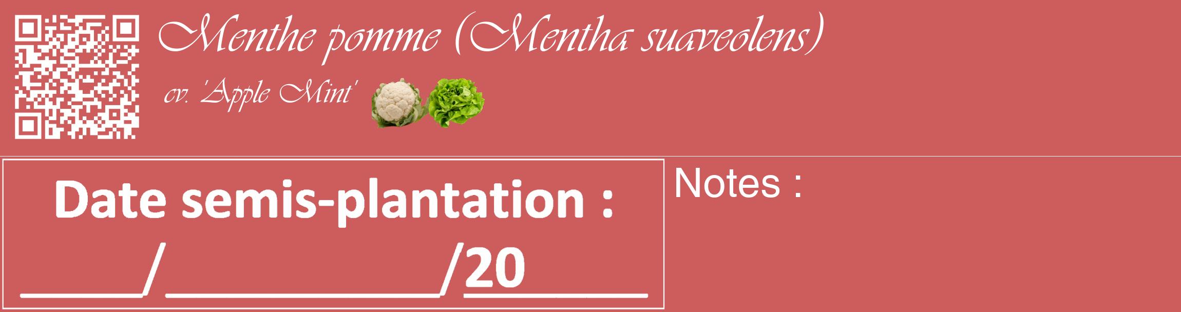 Étiquette de : Mentha suaveolens cv. 'Apple Mint' - format c - style blanche35_basique_basiqueviv avec qrcode et comestibilité simplifiée