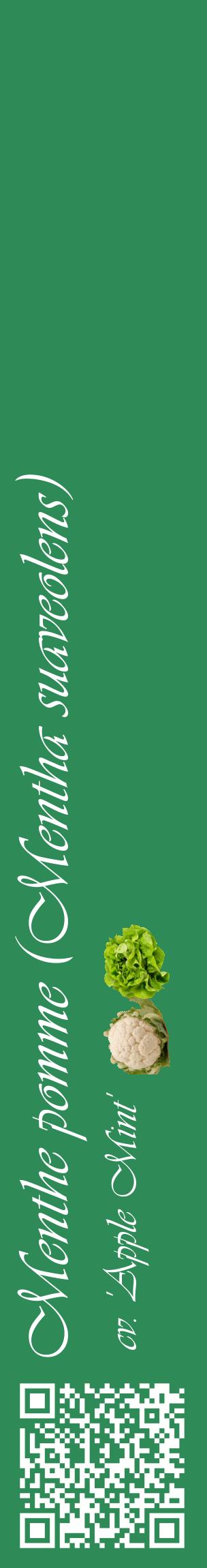 Étiquette de : Mentha suaveolens cv. 'Apple Mint' - format c - style blanche11_basiqueviv avec qrcode et comestibilité simplifiée
