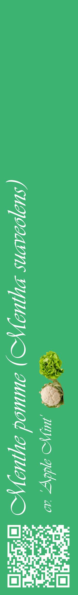 Étiquette de : Mentha suaveolens cv. 'Apple Mint' - format c - style blanche12_basiqueviv avec qrcode et comestibilité simplifiée