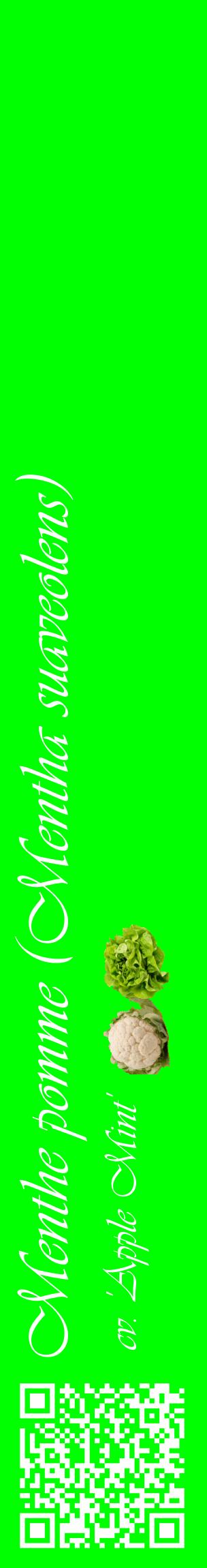 Étiquette de : Mentha suaveolens cv. 'Apple Mint' - format c - style blanche16_basiqueviv avec qrcode et comestibilité simplifiée