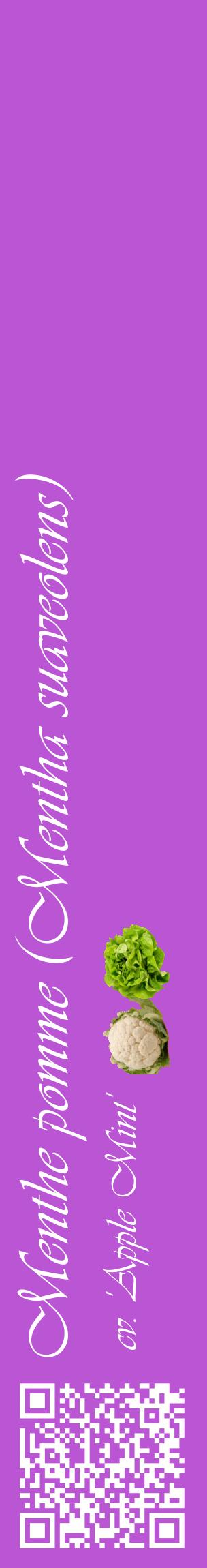 Étiquette de : Mentha suaveolens cv. 'Apple Mint' - format c - style blanche50_basiqueviv avec qrcode et comestibilité simplifiée