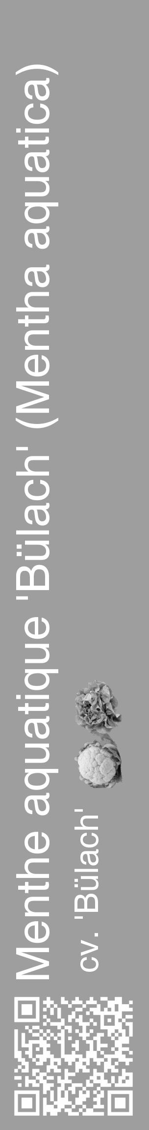 Étiquette de : Mentha aquatica cv. 'Bülach' - format c - style blanche42_basique_basiquehel avec qrcode et comestibilité simplifiée - position verticale
