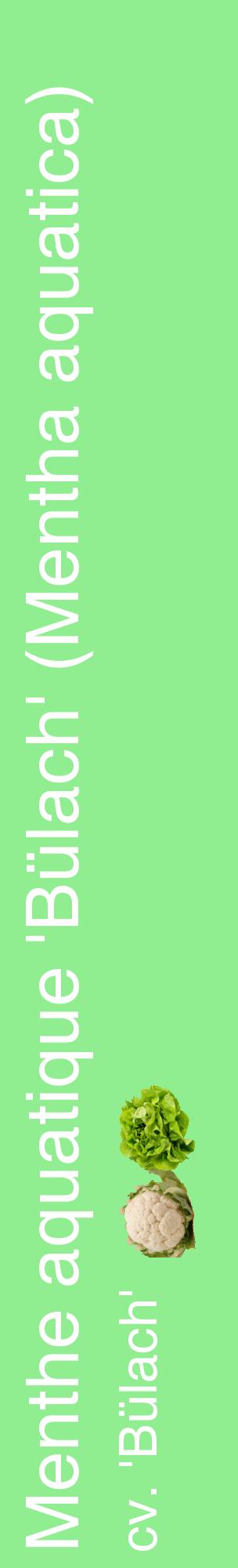 Étiquette de : Mentha aquatica cv. 'Bülach' - format c - style blanche15_basiquehel avec comestibilité simplifiée