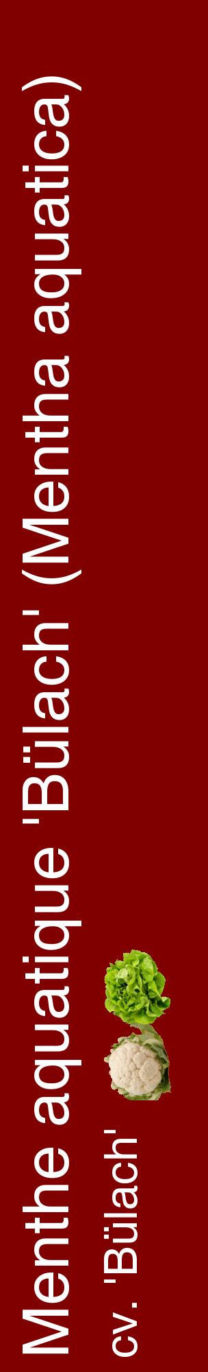 Étiquette de : Mentha aquatica cv. 'Bülach' - format c - style blanche29_basiquehel avec comestibilité simplifiée
