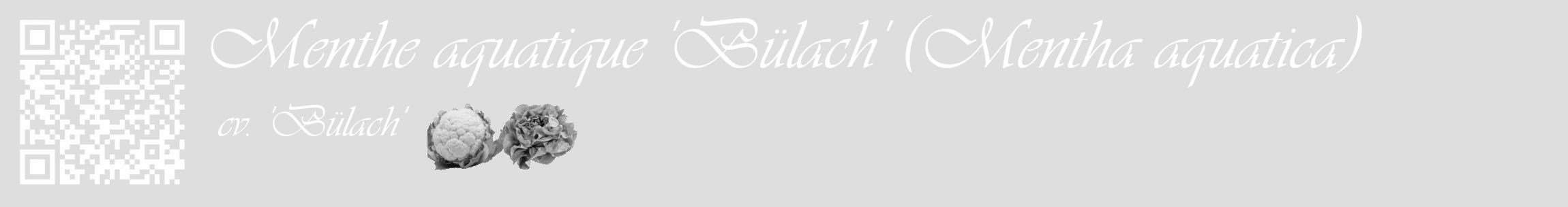 Étiquette de : Mentha aquatica cv. 'Bülach' - format c - style blanche20_basique_basiqueviv avec qrcode et comestibilité simplifiée