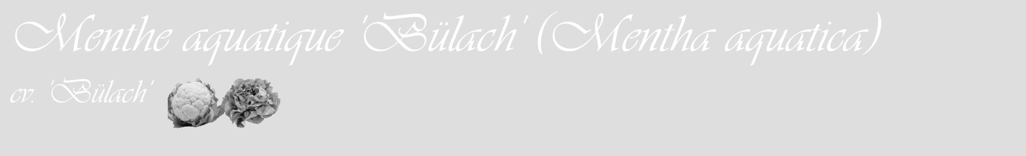 Étiquette de : Mentha aquatica cv. 'Bülach' - format c - style blanche20_basique_basiqueviv avec comestibilité simplifiée