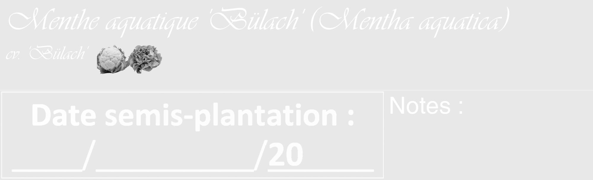 Étiquette de : Mentha aquatica cv. 'Bülach' - format c - style blanche55_basique_basiqueviv avec comestibilité simplifiée