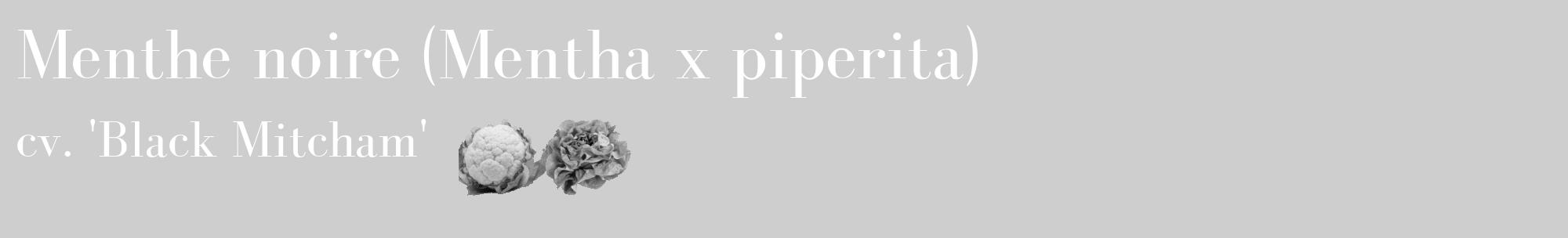 Étiquette de : Mentha x piperita cv. 'Black Mitcham' - format c - style blanche17_basique_basiquebod avec comestibilité simplifiée