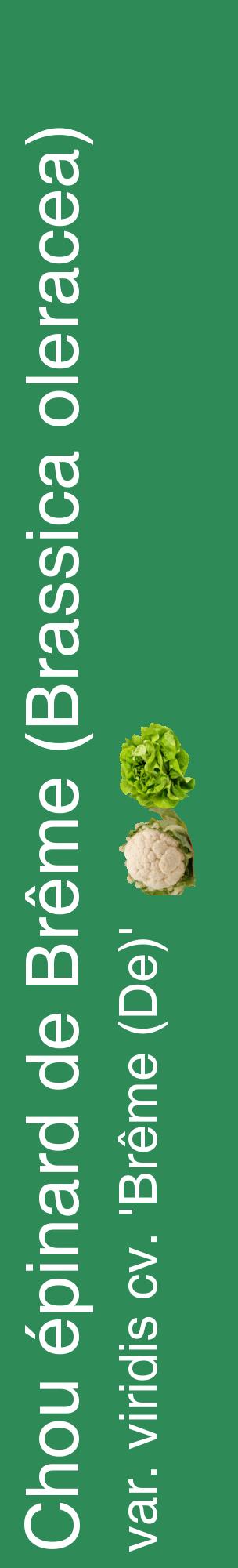 Étiquette de : Brassica oleracea var. viridis cv. 'Brême (De)' - format c - style blanche11_basiquehel avec comestibilité simplifiée