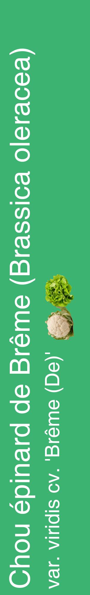 Étiquette de : Brassica oleracea var. viridis cv. 'Brême (De)' - format c - style blanche12_basiquehel avec comestibilité simplifiée