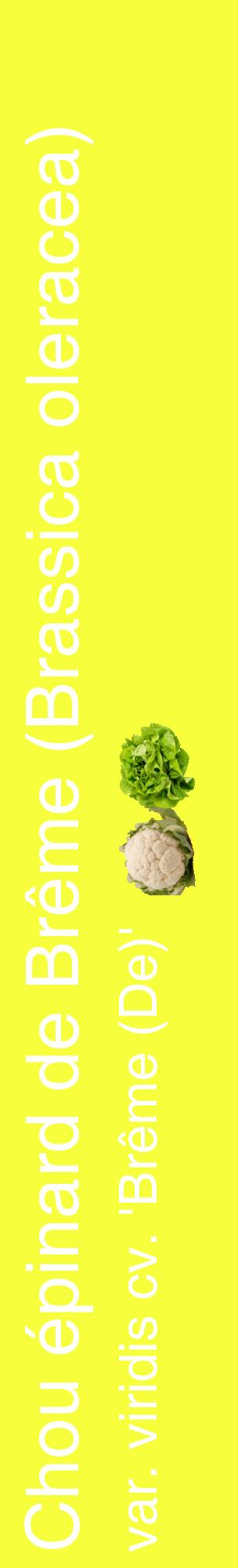 Étiquette de : Brassica oleracea var. viridis cv. 'Brême (De)' - format c - style blanche18_basiquehel avec comestibilité simplifiée