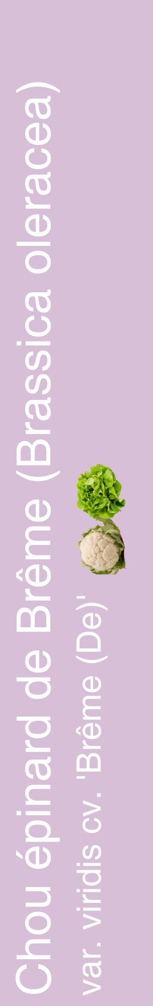 Étiquette de : Brassica oleracea var. viridis cv. 'Brême (De)' - format c - style blanche54_basiquehel avec comestibilité simplifiée
