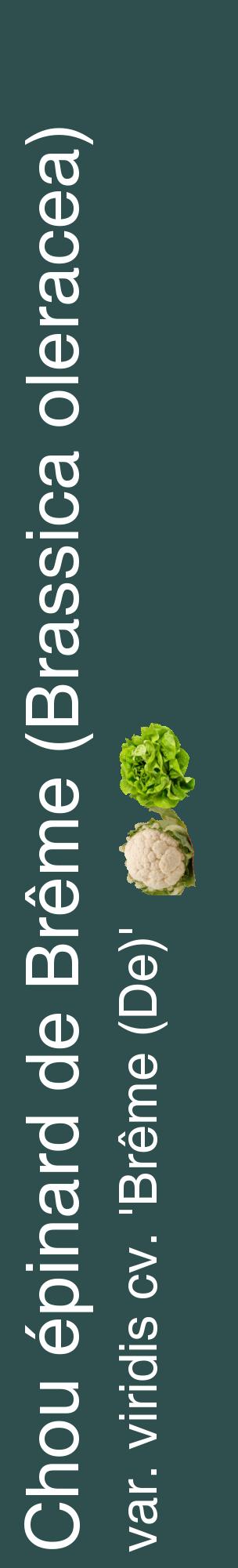 Étiquette de : Brassica oleracea var. viridis cv. 'Brême (De)' - format c - style blanche58_basiquehel avec comestibilité simplifiée