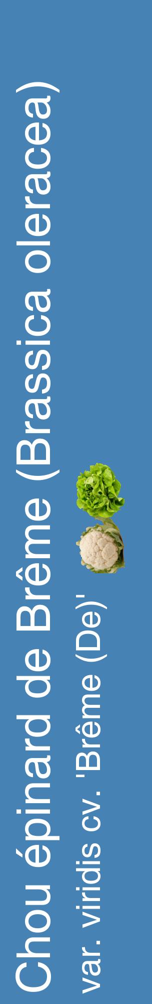 Étiquette de : Brassica oleracea var. viridis cv. 'Brême (De)' - format c - style blanche5_basiquehel avec comestibilité simplifiée