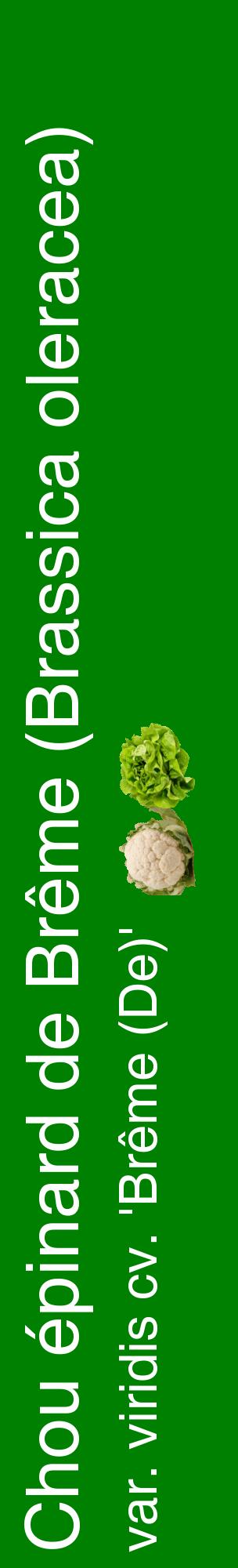 Étiquette de : Brassica oleracea var. viridis cv. 'Brême (De)' - format c - style blanche9_basiquehel avec comestibilité simplifiée