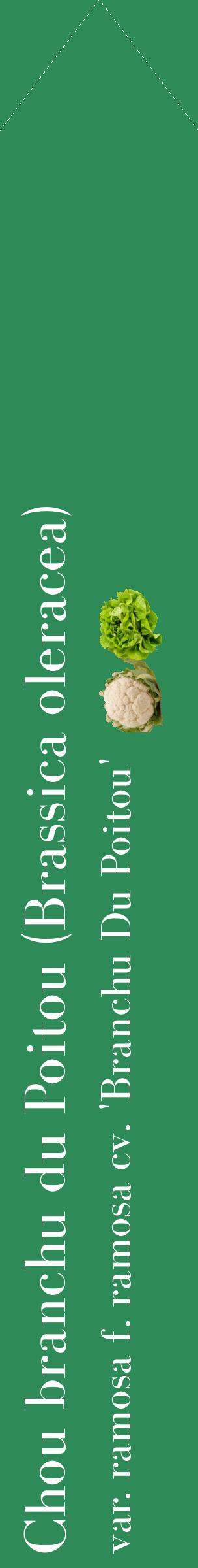 Étiquette de : Brassica oleracea var. ramosa f. ramosa cv. 'Branchu Du Poitou' - format c - style blanche11_simplebod avec comestibilité simplifiée