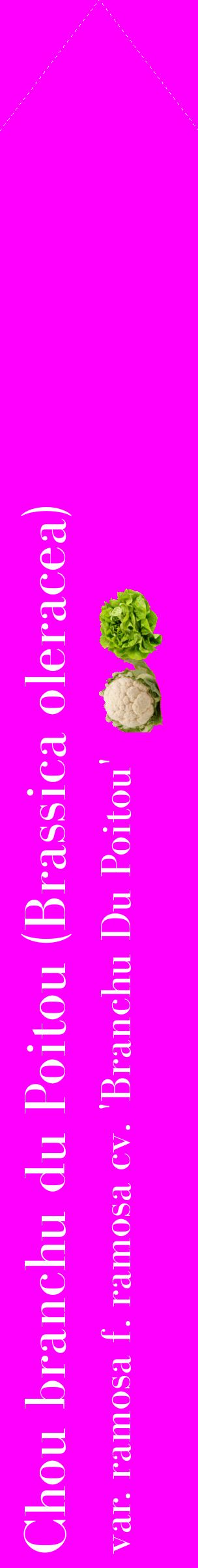 Étiquette de : Brassica oleracea var. ramosa f. ramosa cv. 'Branchu Du Poitou' - format c - style blanche51_simplebod avec comestibilité simplifiée