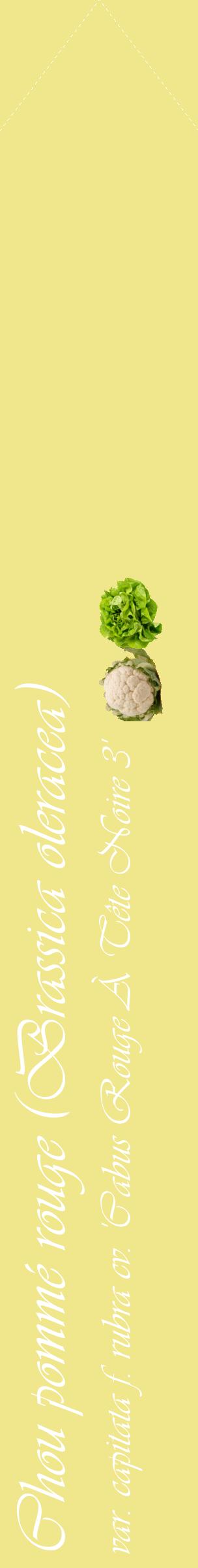Étiquette de : Brassica oleracea var. capitata f. rubra cv. 'Cabus Rouge À Tête Noire 3' - format c - style blanche20_simpleviv avec comestibilité simplifiée