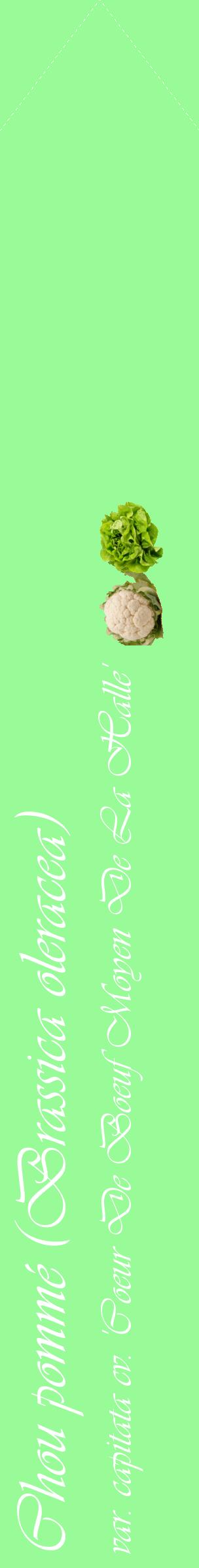 Étiquette de : Brassica oleracea var. capitata cv. 'Coeur De Boeuf Moyen De La Halle' - format c - style blanche14_simpleviv avec comestibilité simplifiée