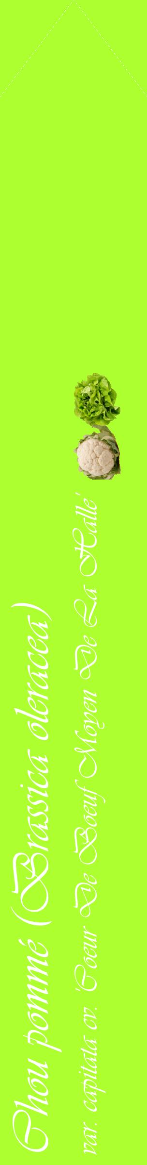 Étiquette de : Brassica oleracea var. capitata cv. 'Coeur De Boeuf Moyen De La Halle' - format c - style blanche17_simpleviv avec comestibilité simplifiée