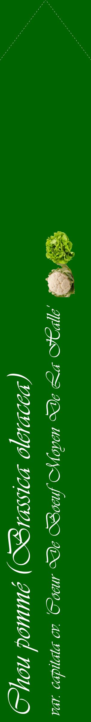Étiquette de : Brassica oleracea var. capitata cv. 'Coeur De Boeuf Moyen De La Halle' - format c - style blanche8_simpleviv avec comestibilité simplifiée